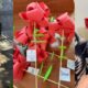 Roses solidàries contra la soledat no desitjada per Sant Jordi